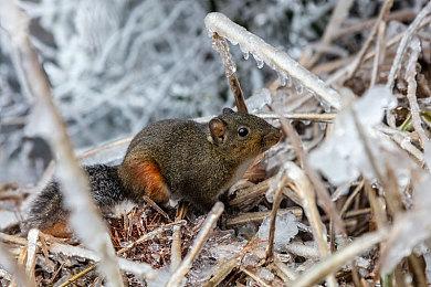 新一期《宝可梦》直面会8月3日晚举行 时长约20分钟